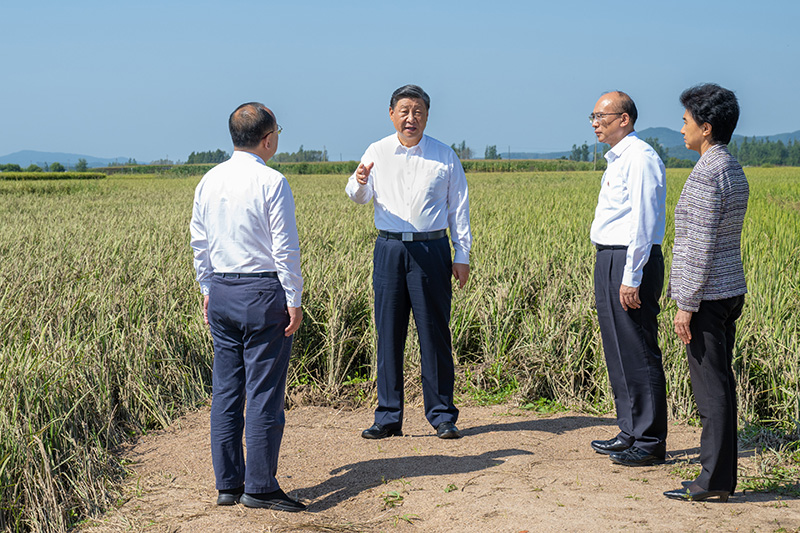 9月6日至8日，中共中央总书记、国度主席、中央军委主席习近平在黑龙江调查。这是7日上午，习近平在遭逢洪涝灾害的哈尔滨尚志市老街基乡龙王庙村，观察水稻受灾情况。