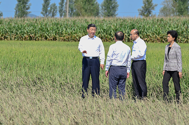 9月6日至8日，中共中央总书记、国度主席、中央军委主席习近平在黑龙江调查。这是7日上午，习近平在遭逢洪涝灾害的哈尔滨尚志市老街基乡龙王庙村，观察水稻受灾情况。